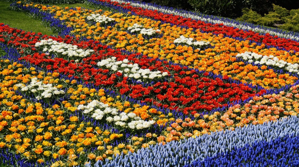 a-colorful-flower-bed-2079769_1920